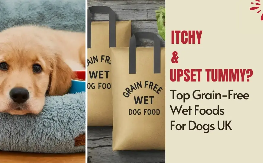 5 Best Grain Free Wet Dog Food UK: Our top Picks